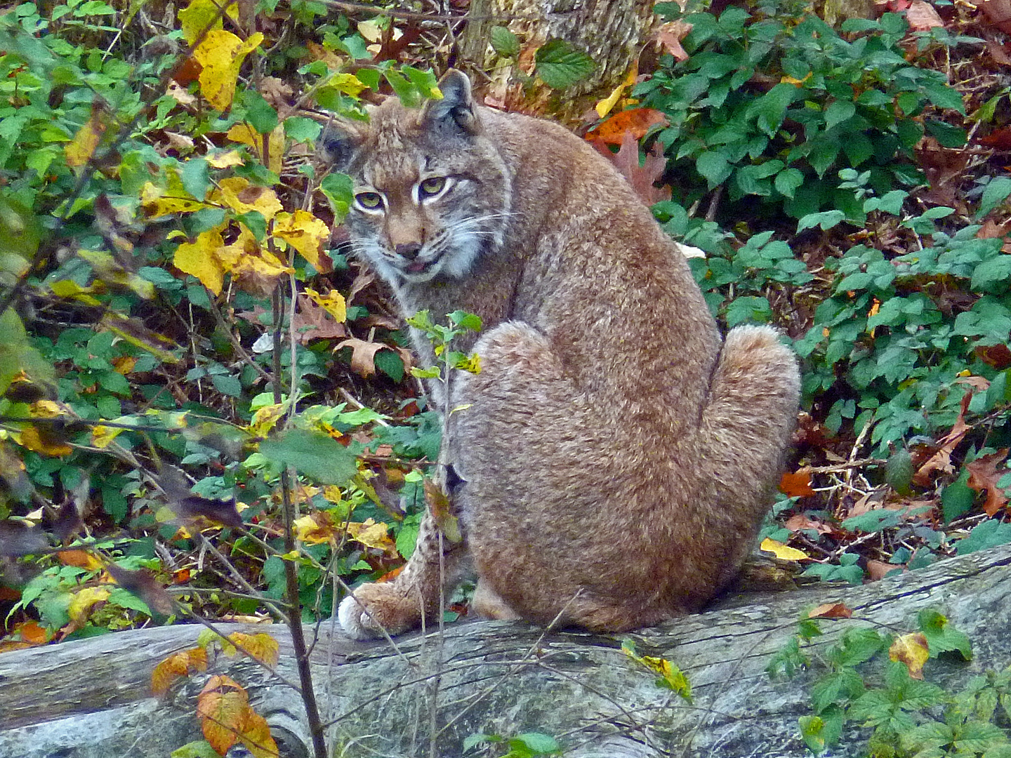 Luchs im Wildpark Neuhaus/Solling