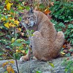 Luchs im Wildpark Neuhaus/Solling