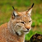 Luchs im Wildpark Nindorf