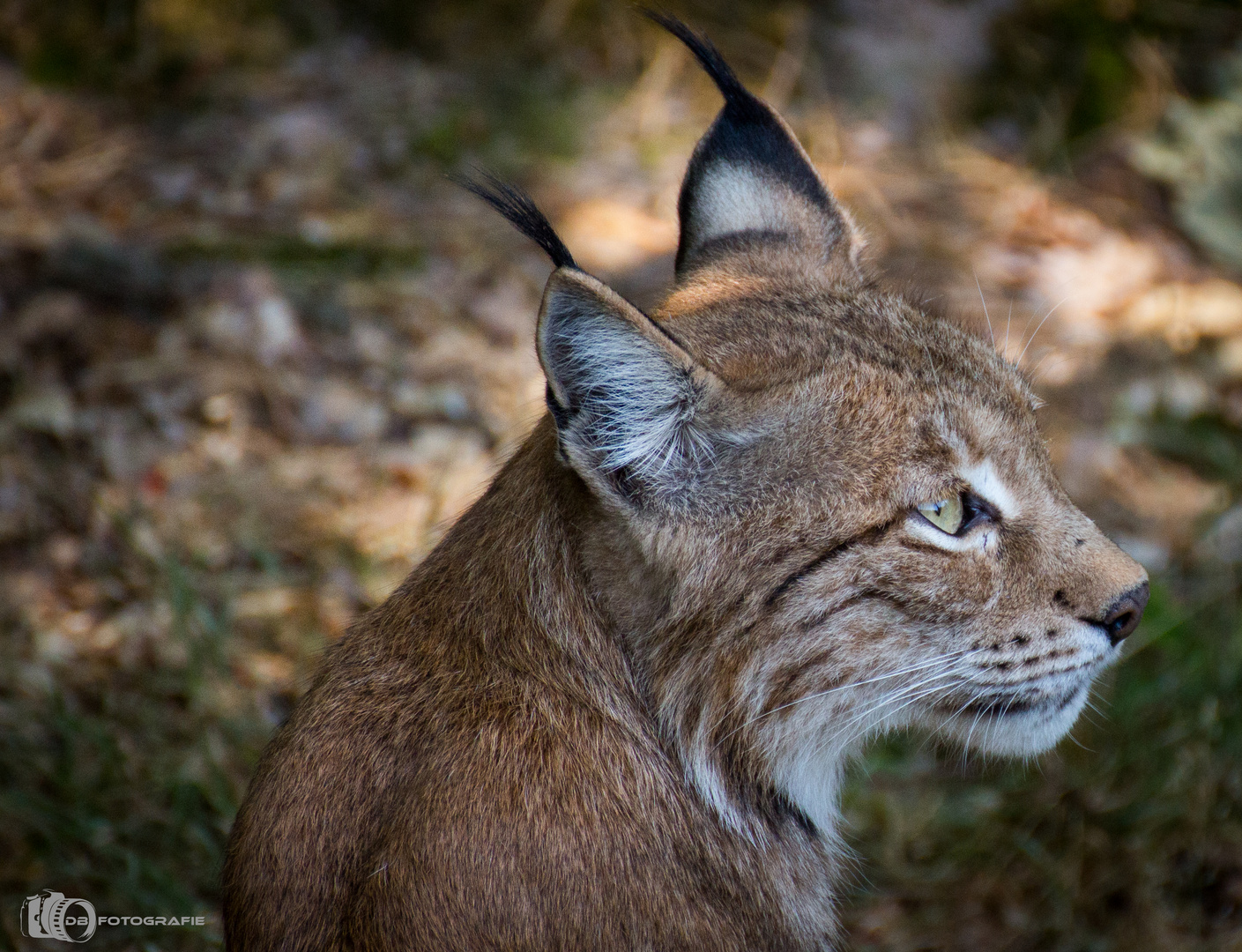 Luchs im Wildpark Pforzheim