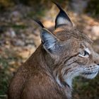 Luchs im Wildpark Pforzheim