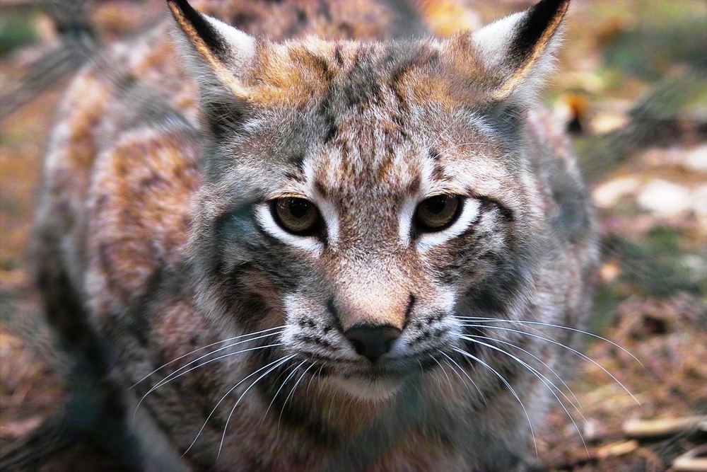 Luchs im Wildpark Poing