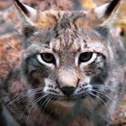 Luchs im Wildpark Poing