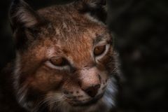 Luchs im Wildpark Poing