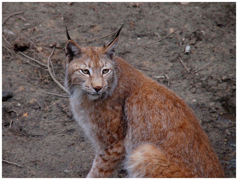 Luchs im Wildpark Waldhaus im Fichtelgebirge