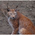 Luchs im Wildpark Waldhaus im Fichtelgebirge