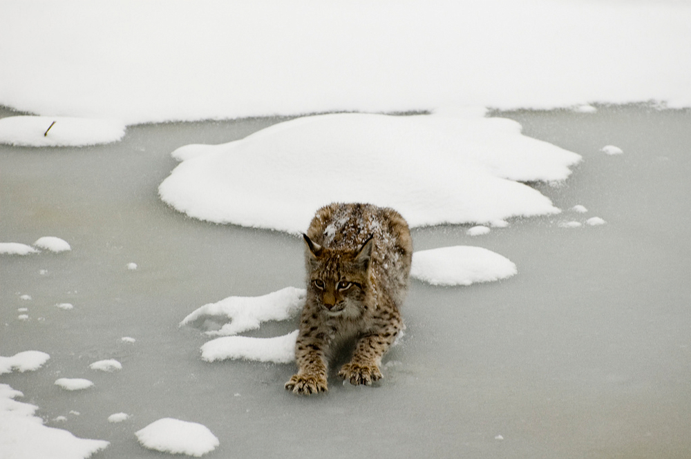 Luchs im Winter - 02