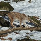 Luchs im Winter