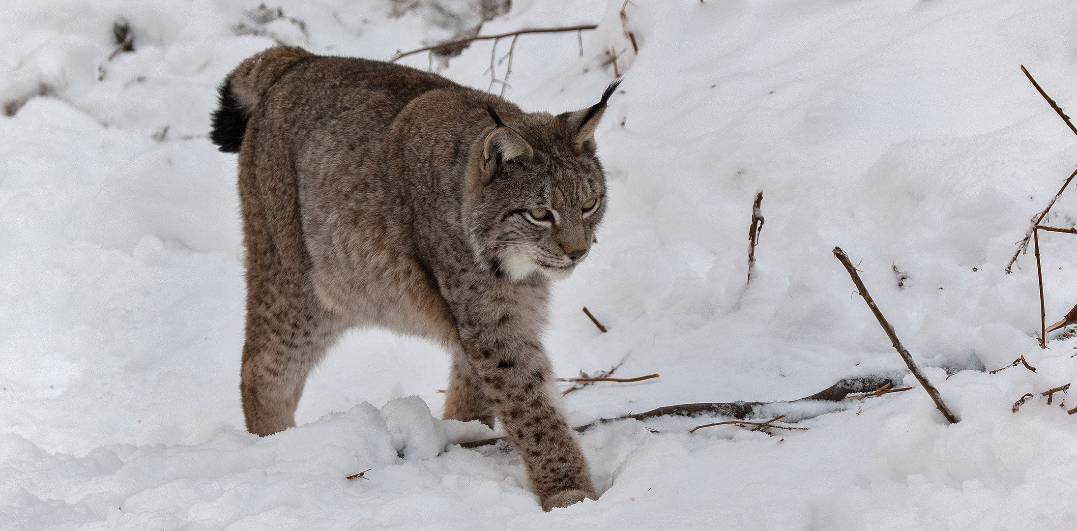 Luchs im Winter