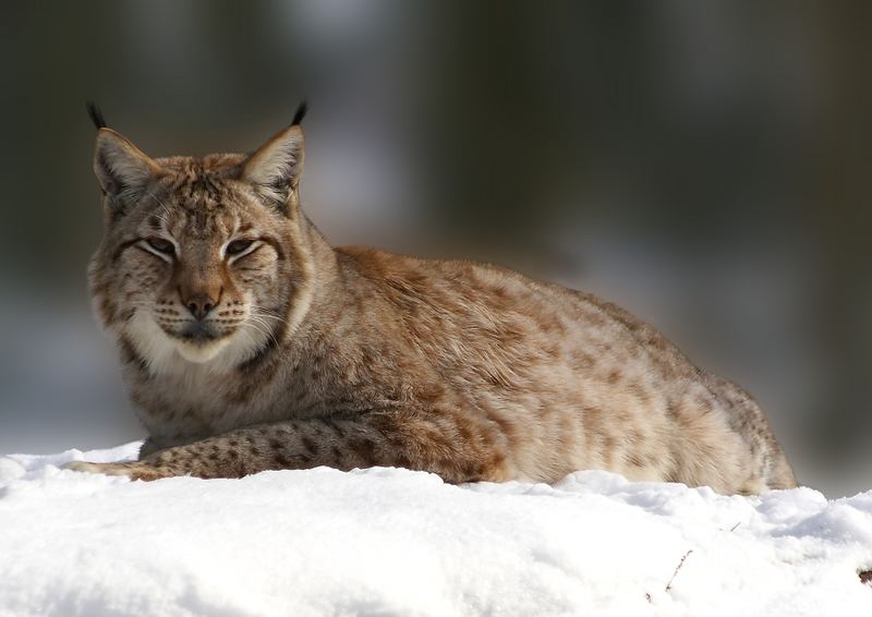 Luchs im Winter