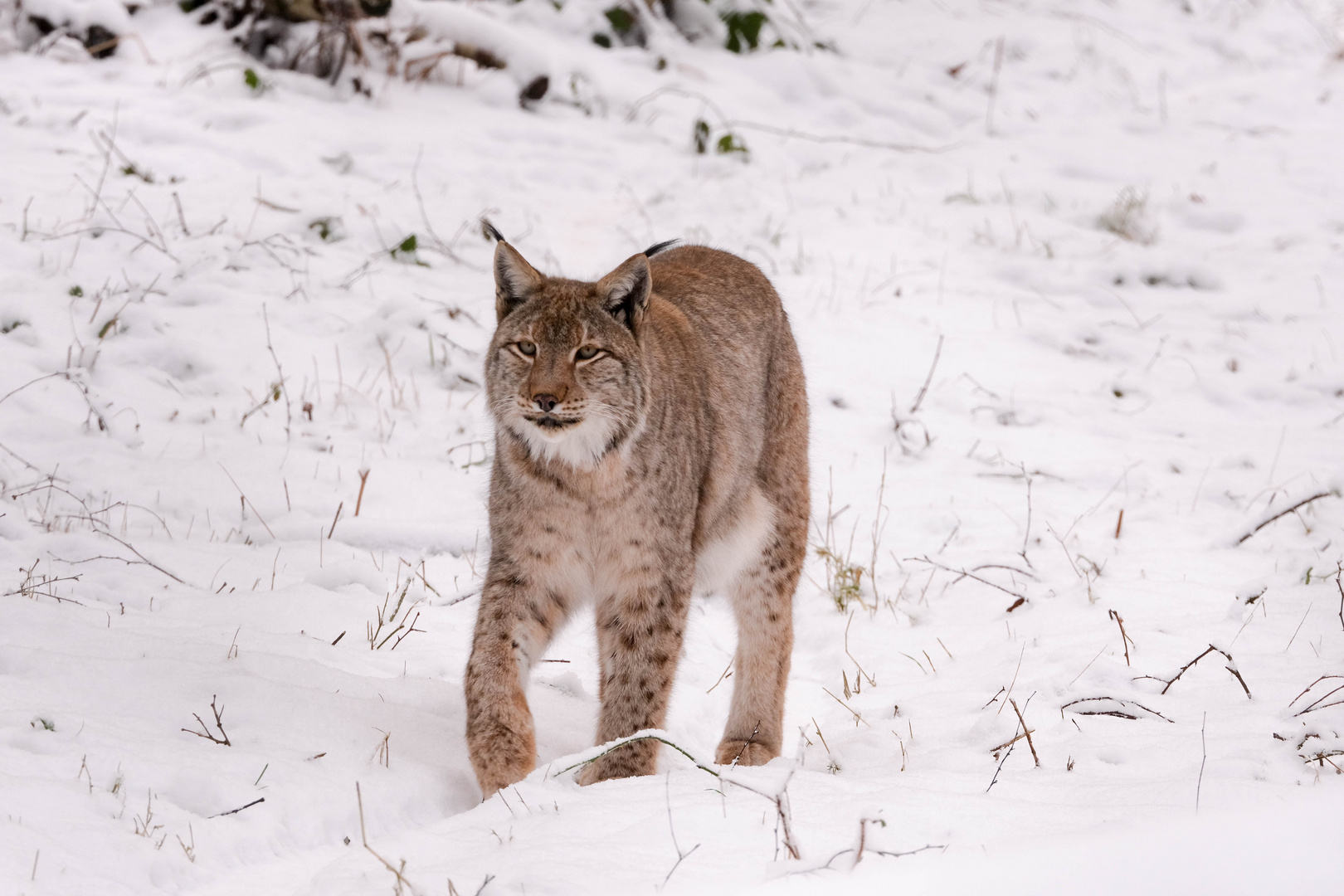 Luchs im Winter