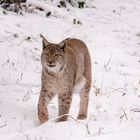 Luchs im Winter