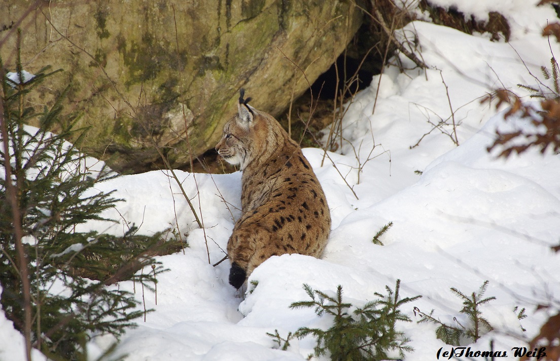 Luchs im Winter