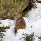 Luchs im Winter