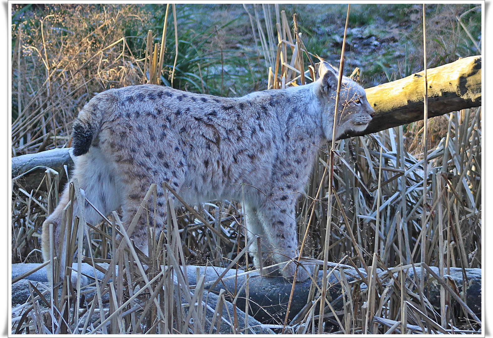 Luchs im Winter