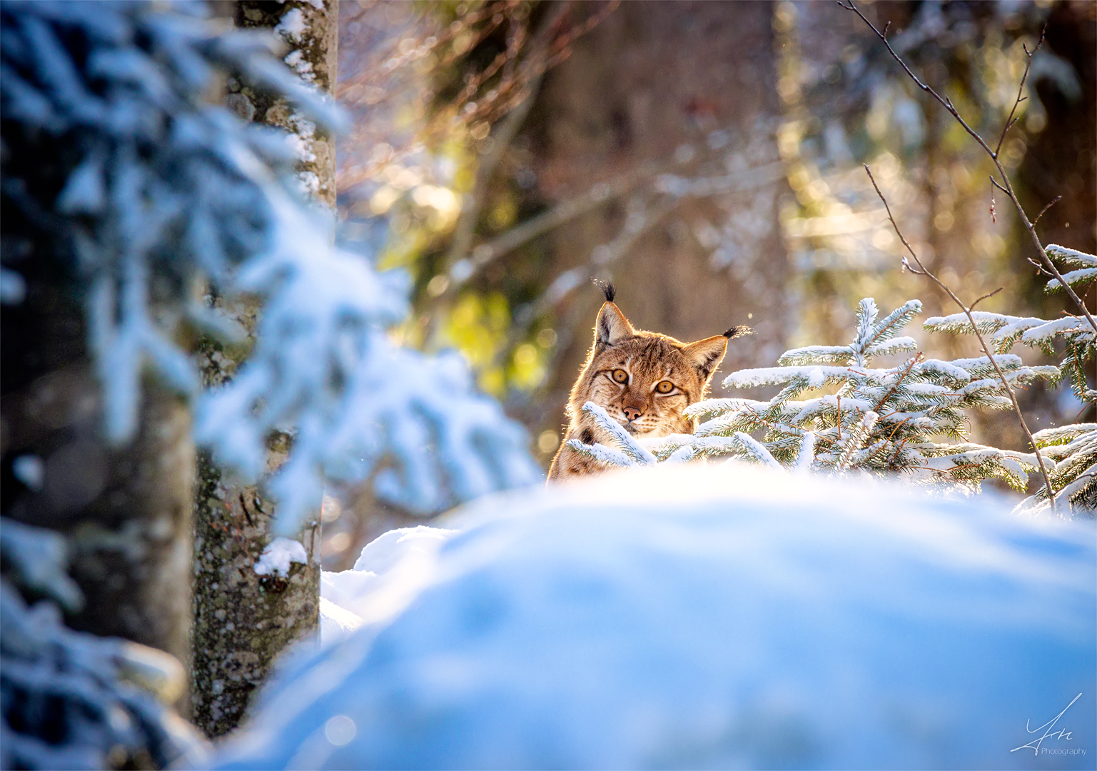 Luchs im Winter