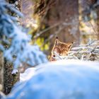 Luchs im Winter