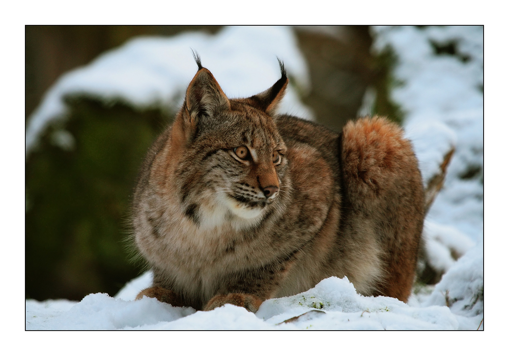 Luchs im Winter