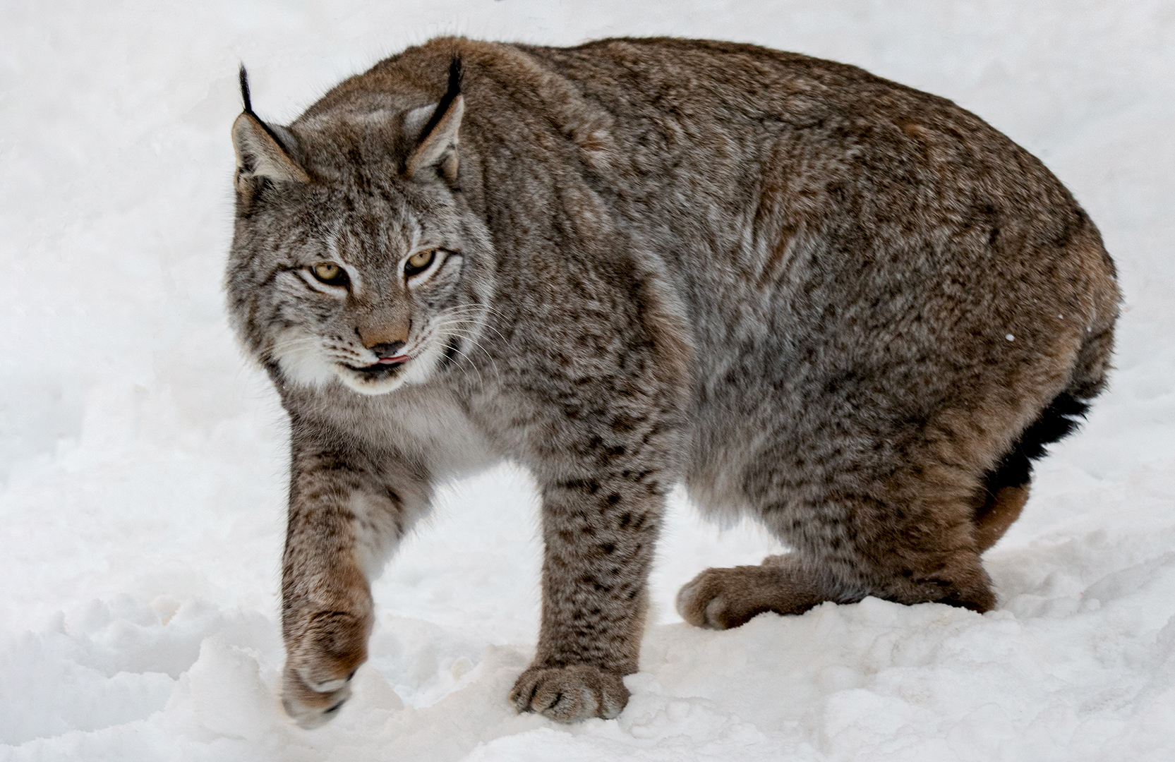 Luchs im Winter