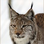 Luchs im Winter