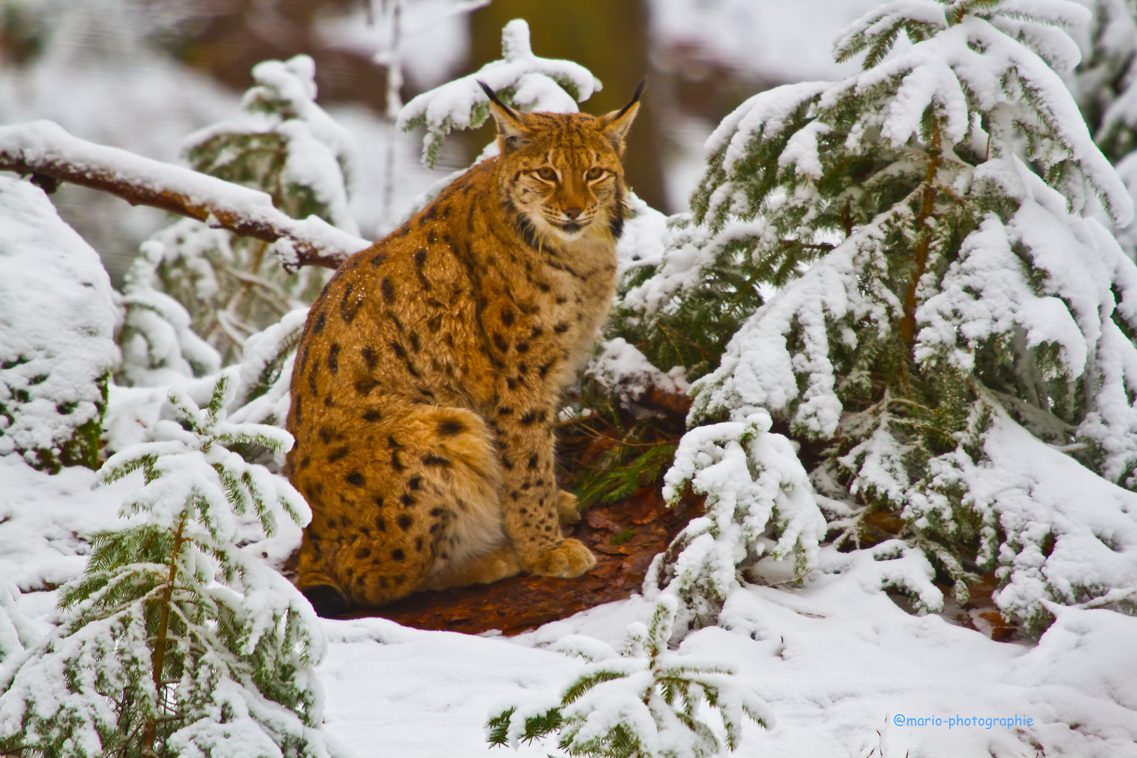 Luchs im Winter