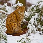 Luchs im Winter