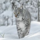 Luchs im Winter