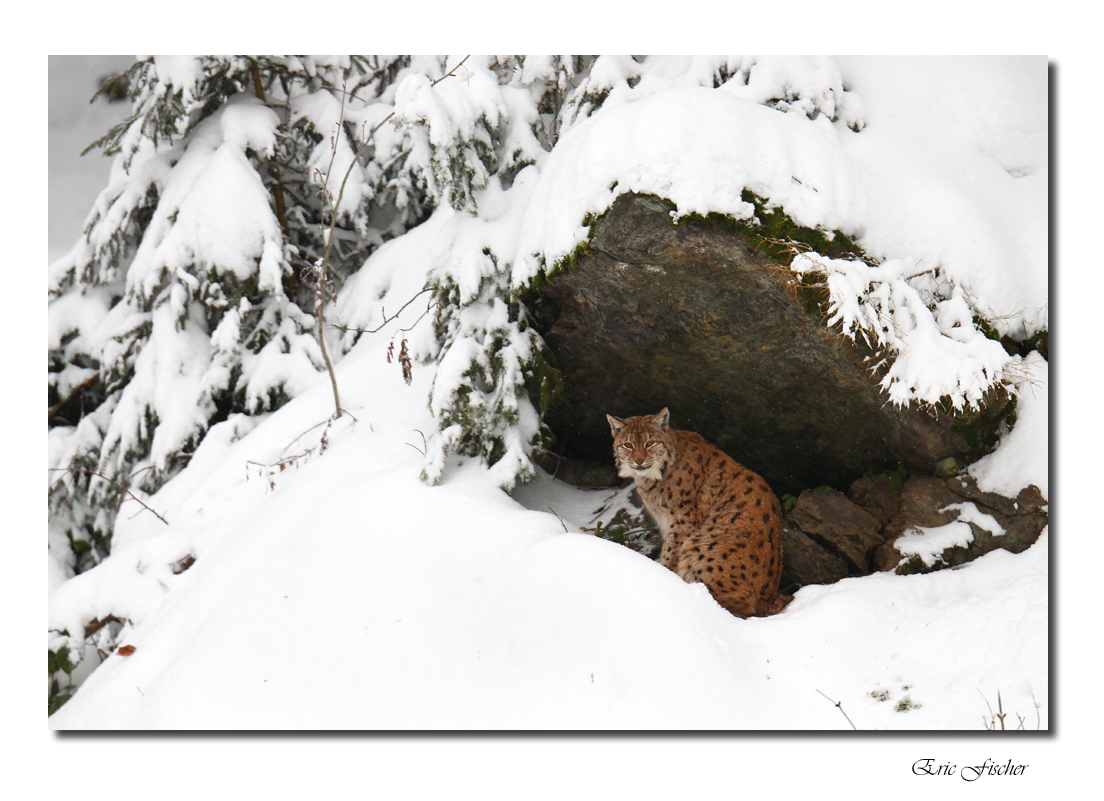 Luchs im Winterwald