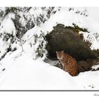 Luchs im Winterwald