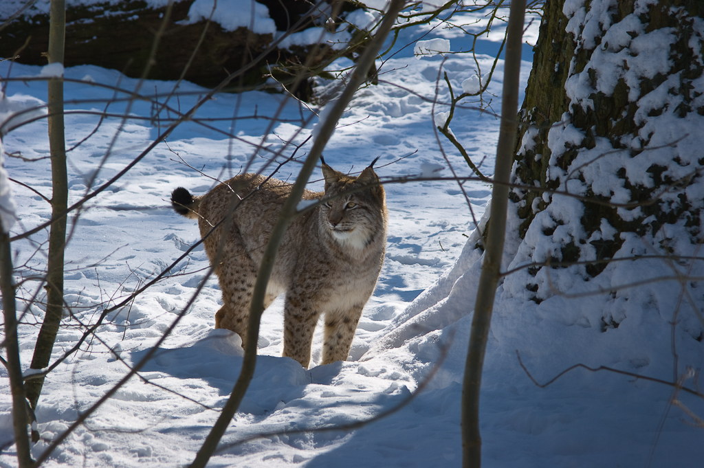 Luchs im Winterwald