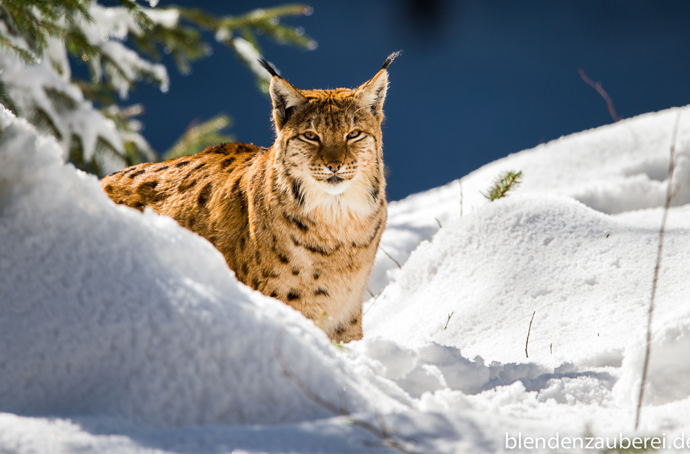 Luchs im Winterwald