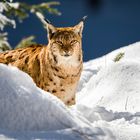 Luchs im Winterwald