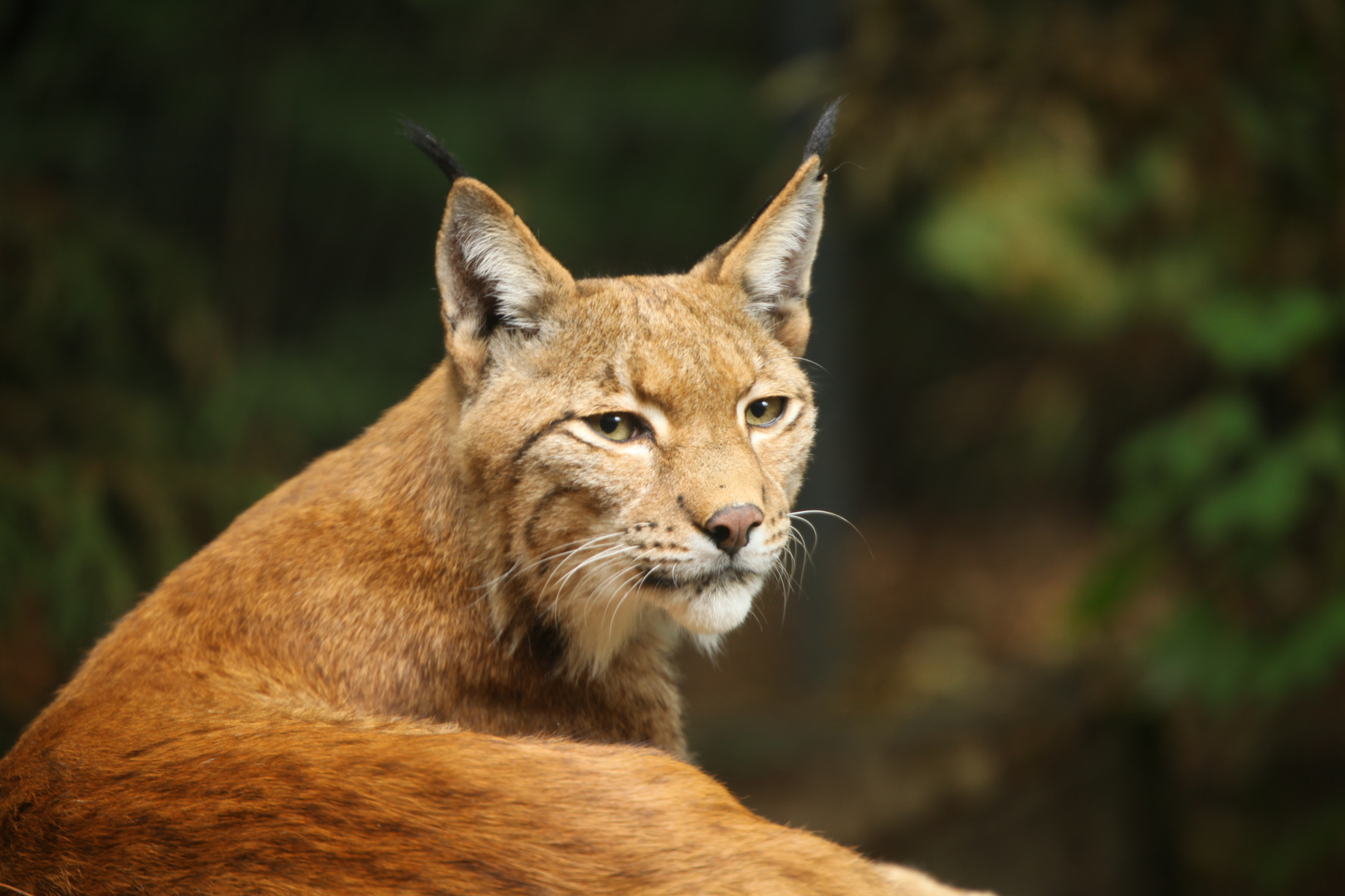 luchs im zoo