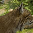 Luchs im Zoom