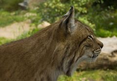 Luchs im Zoom