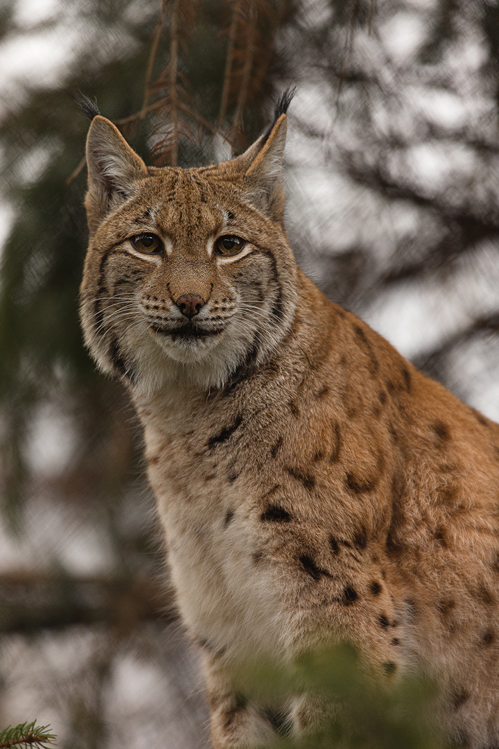 Luchs imTierpark Goldau No. 3