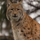 Luchs imTierpark Goldau No. 3