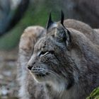 Luchs in aller Ruhe