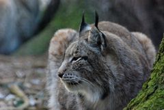 Luchs in aller Ruhe