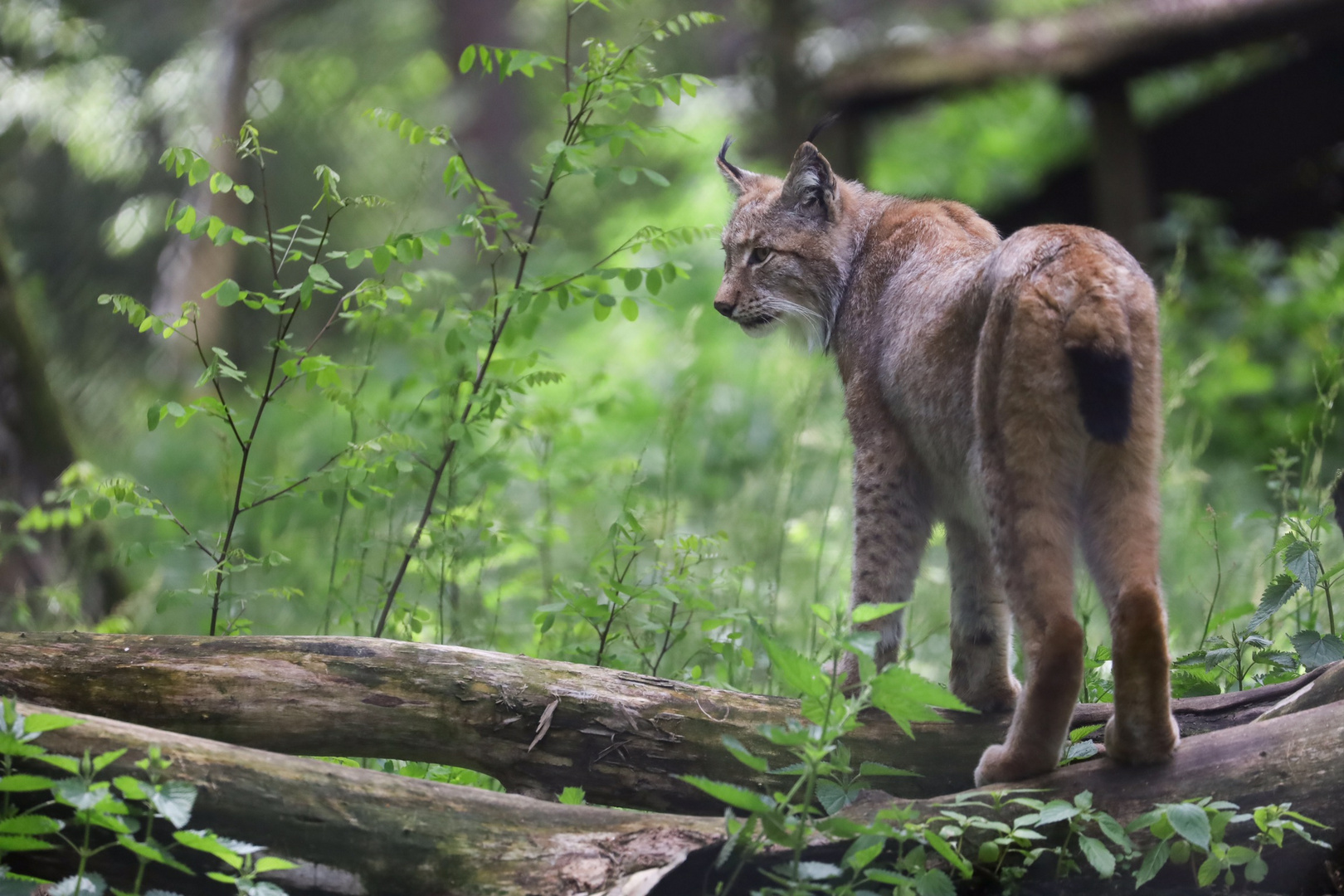 Luchs in der Alten Fasanerie in Hanau