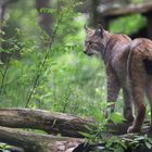 Luchs in der Alten Fasanerie in Hanau