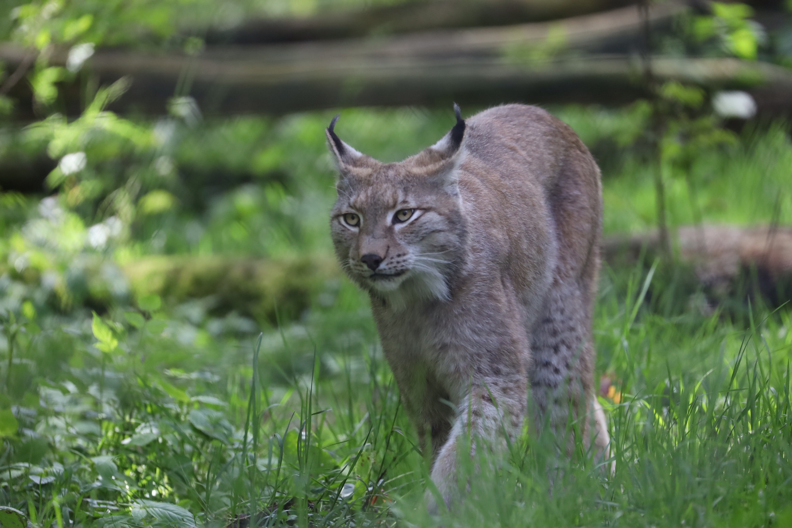 Luchs in der Alten Fasanerie in Hanau 