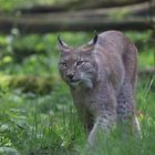 Luchs in der Alten Fasanerie in Hanau 