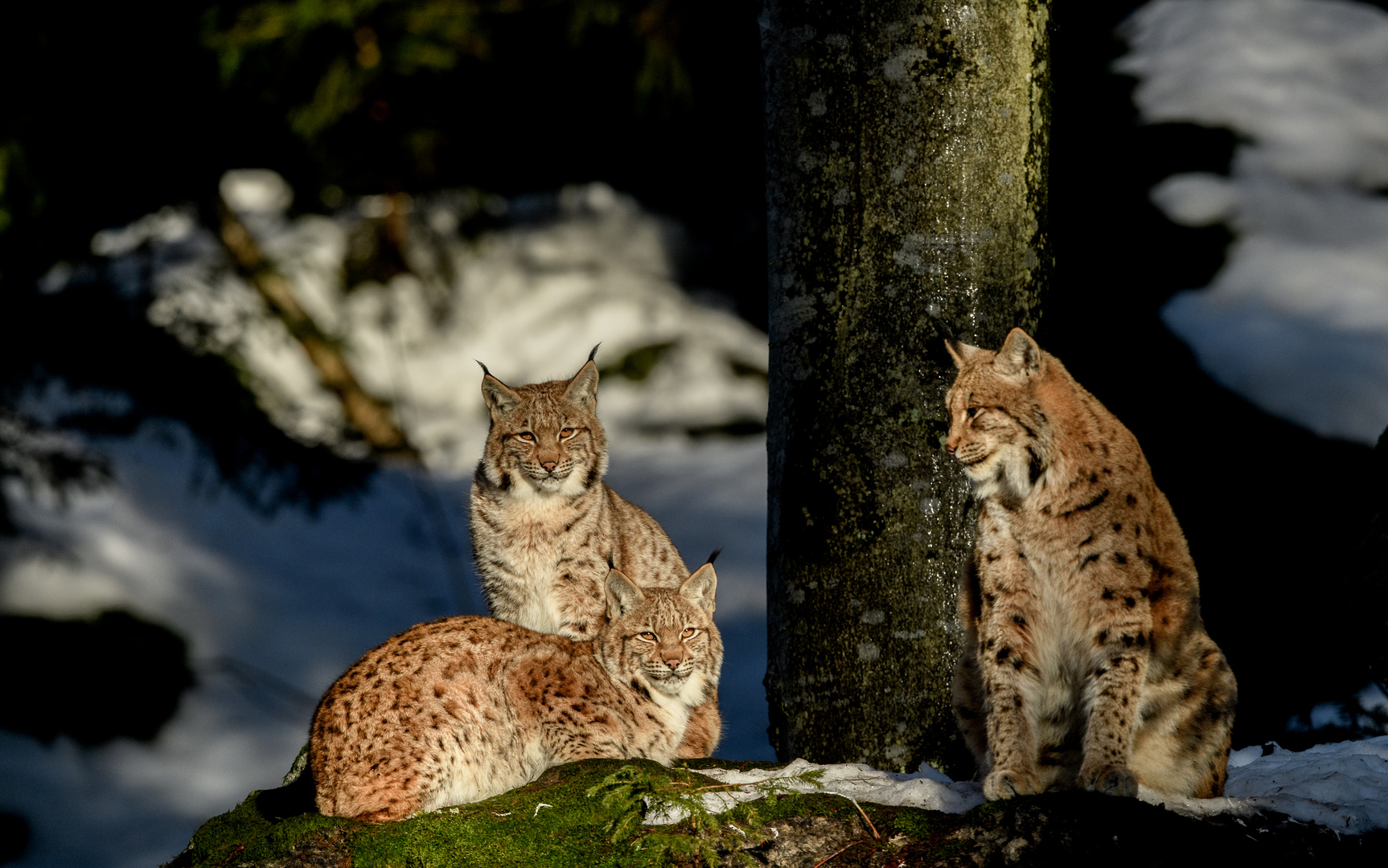 Luchs in der aufgehenden Morgensonne 