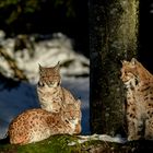 Luchs in der aufgehenden Morgensonne 