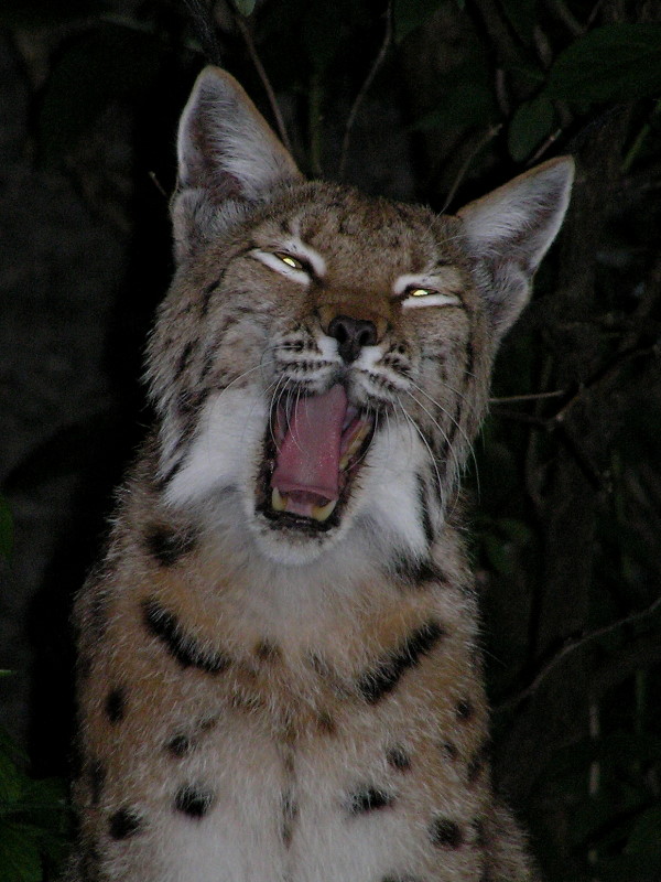 Luchs in der Dämmerung