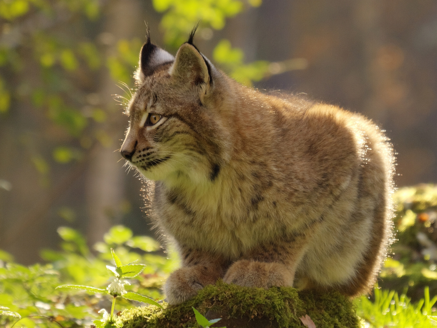 Luchs (in der Herbstsonne)