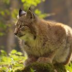 Luchs (in der Herbstsonne)