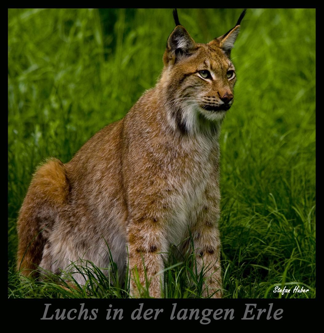 Luchs in der langen Erle