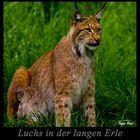 Luchs in der langen Erle